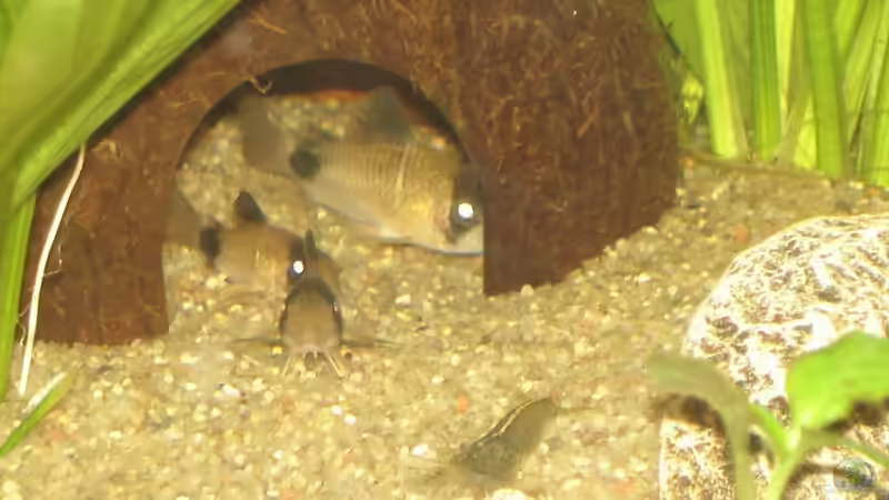 Pandas in Höhle - 07.2011 von *Thorsten* (24)