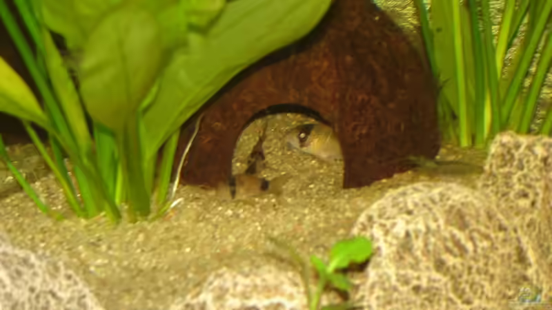 Pandas in Kokosnuss - 07.2011 von *Thorsten* (25)