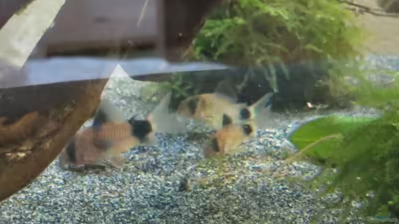 Pandas mit einem Baby, das in diesem Becken geboren wurde von Skalarjoe (45)