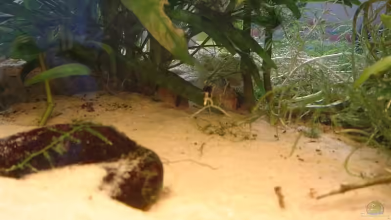 Pandas von Gerd Grau (7)