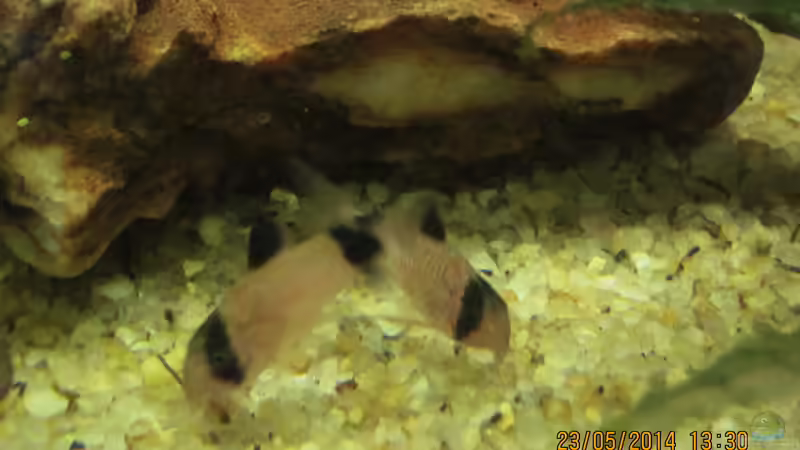 Pandas von Ottche (198)