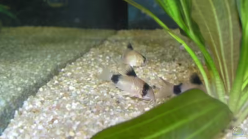 Pandas von urml87 (10)