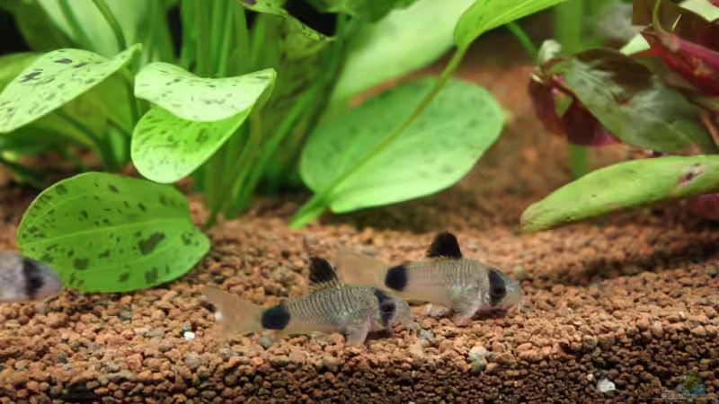 Pandas von urml87 (38)