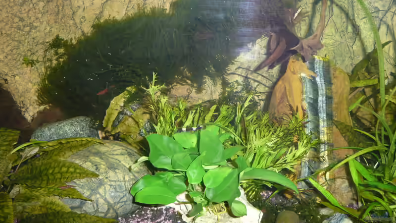 Pandaschmerle von Aqualady (4)