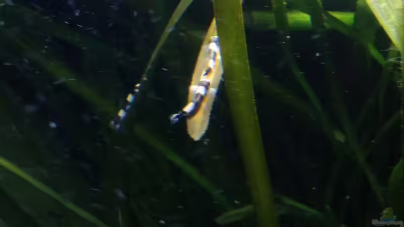 Pandaschmerlen  von Miss Kasimir (34)