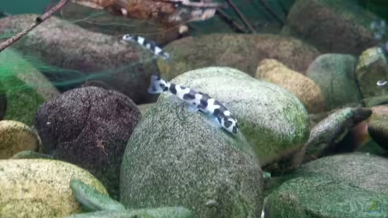 Pandaschmerlen  von Miss Kasimir (38)