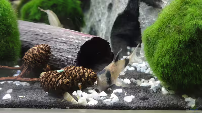 Pandawels (Corydoras panda) von MengBer (36)