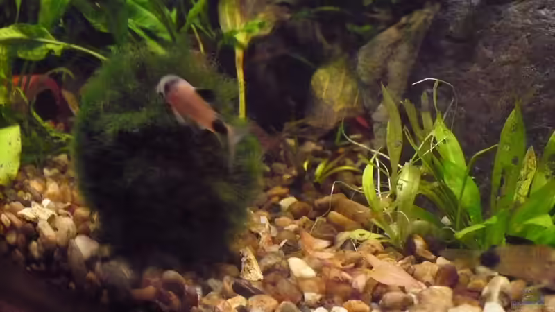 Pandawels von vielen von Werner Lehmann (36)