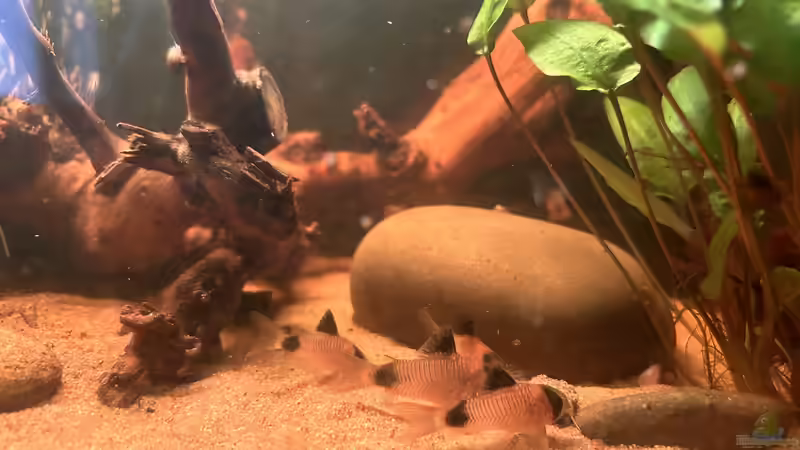 Pandawelse  von Thilo (29)