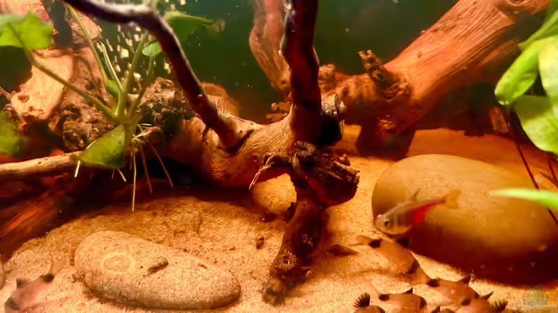 Pandawelse bei Fütterung von Thilo (23)