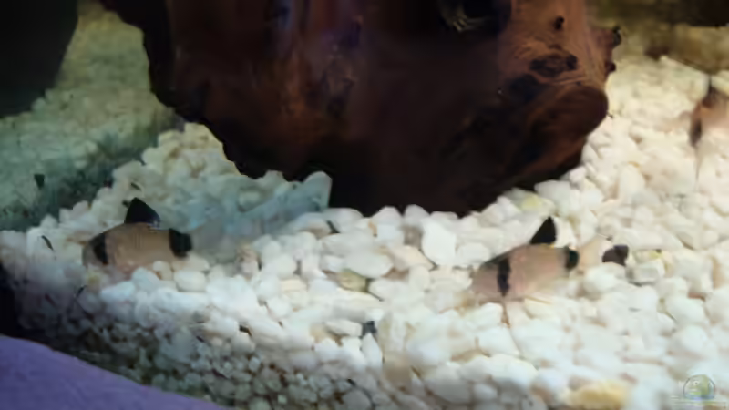 Pandawelse von Stefan Hülsmann (12)