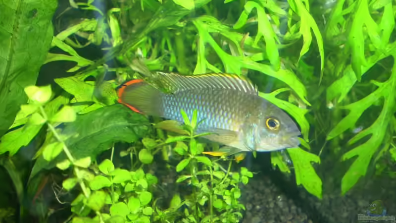 Pandazwergbuntbarsch (M) Chef im Becken von Marcel Szesny (4)