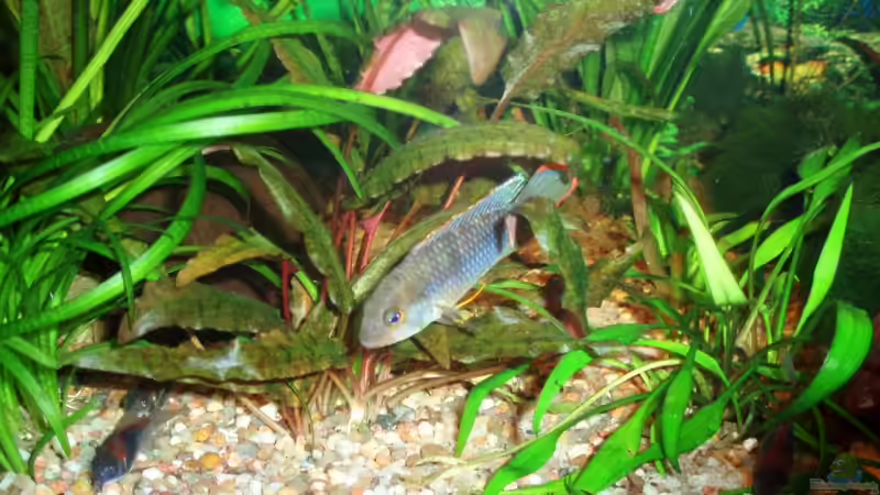 Pandazwergbuntbarsch Männchen von ~Marco~ (36)