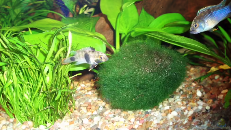 Pandazwergbuntbarsch weibchen u. männchen von ~Marco~ (30)