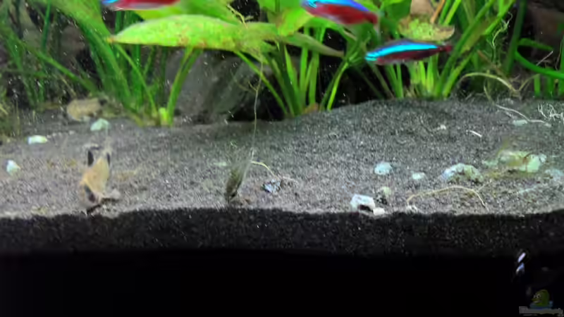 Aquarien für Corydoras pygmaeus (Zwergpanzerwels)