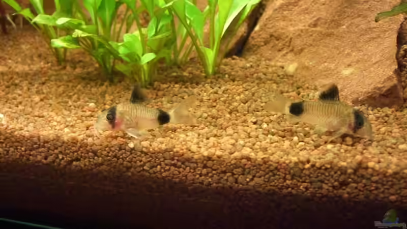 Panderpanzerwelse von Jens und Nancy Döring (22)