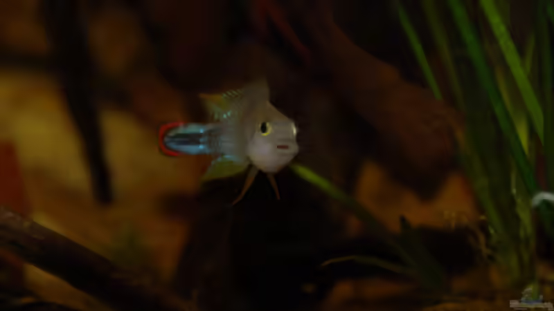 Panduromännchen von Cichlid Power (39)