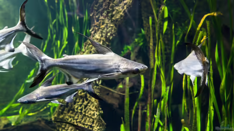 Pangasius: Darum werden sie so oft im Aquarium gehalten