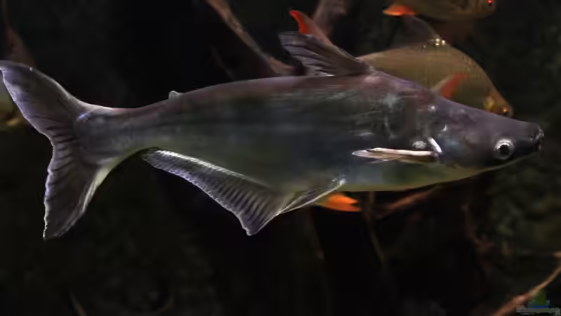 Pangasius: Darum werden sie so oft im Aquarium gehalten