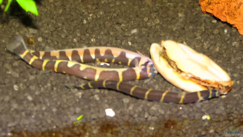 Pangio Kuhli & Futtermuschel von gezina (9)