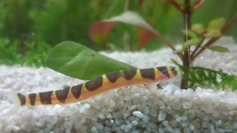 pangio kuhlii sumatranus (Dornauge) von Rene Kromer (11)