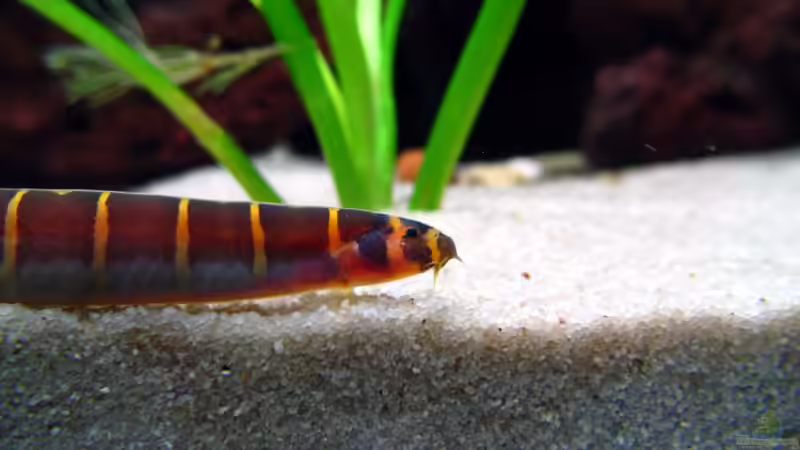 Pangio myersi - Dornauge von Nicole Welz (14)