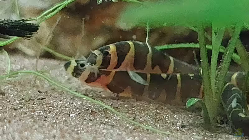 Pangio myersi von DaniJeep (22)