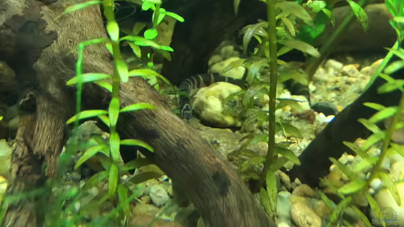 Pangio myersi von Harald Kästner (34)