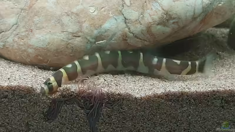 Pangio myersi im Aquarium halten (Einrichtungsbeispiele für Pangio myersi)