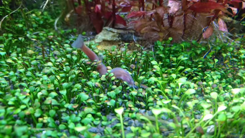 Aquarien mit Pangio pangia (Schwarzes Dornauge)