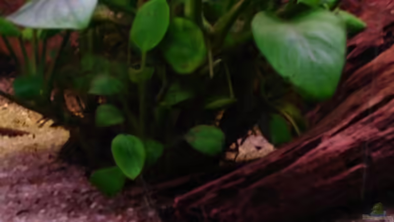 Pangio pangia (Zimtfarbenes Dornauge) von Michael Z. (16)