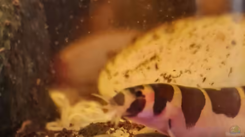 Pangio semicincta von David Schneider Aquaristik (22)