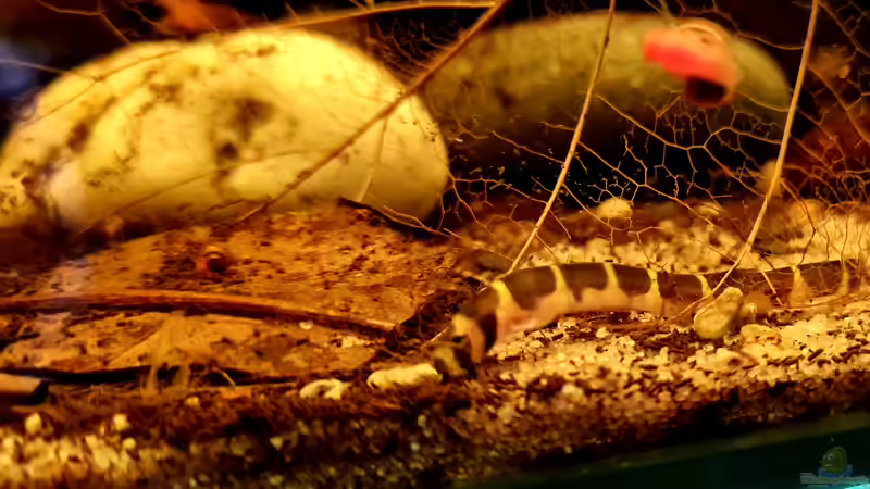 Pangio semicincta von David Schneider Aquaristik (23)