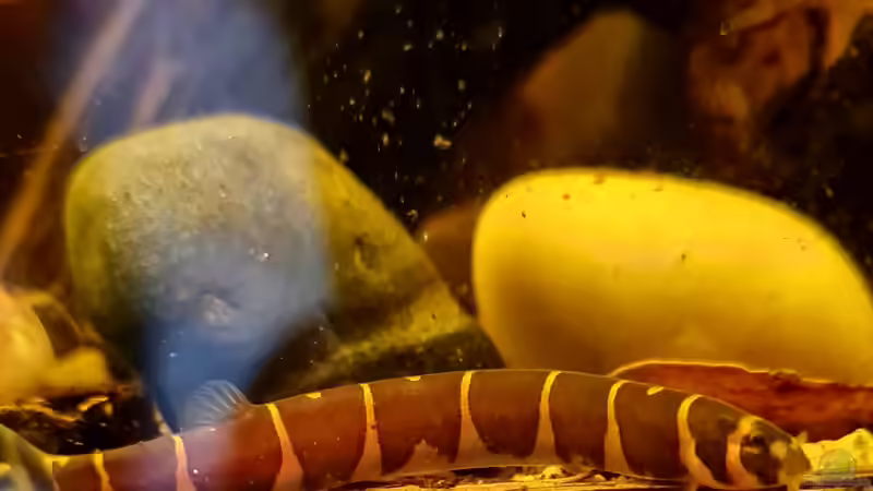 Pangio semicincta von David Schneider Aquaristik (24)