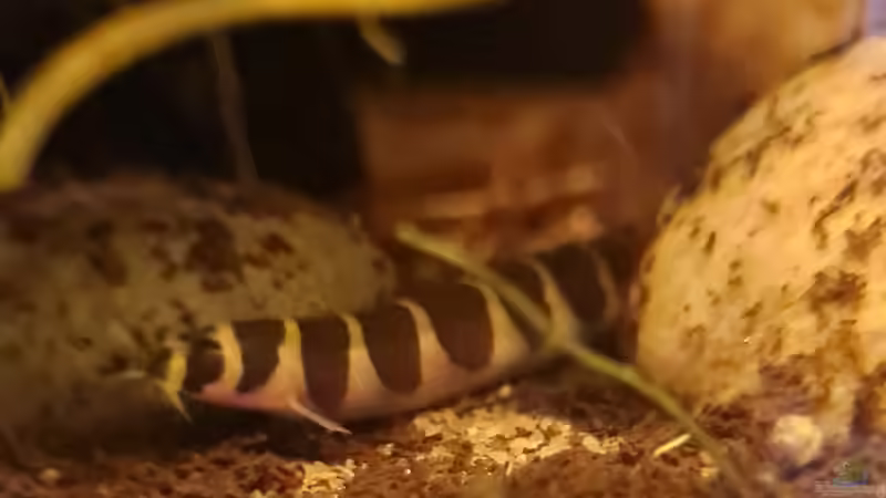 Pangio semicincta von David Schneider Aquaristik (25)