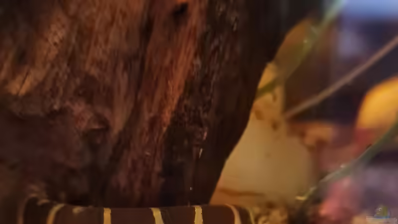 Pangio semicincta von David Schneider Aquaristik (26)