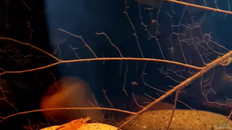 Pangio semicincta von David Schneider Aquaristik (27)