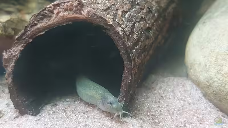 Pangio unbekannt von DaniJeep (17)