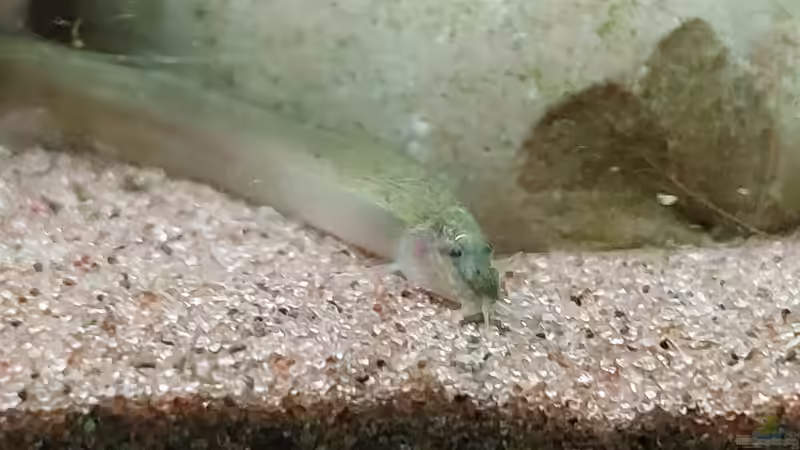 Pangio unbekannt von DaniJeep (20)