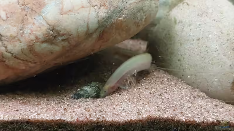 Pangio unbekannt von DaniJeep (23)