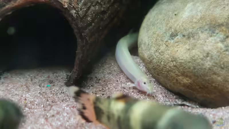 Pangio weiß  von DaniJeep (19)