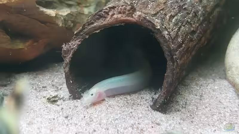 Pangio weiß  von DaniJeep (21)