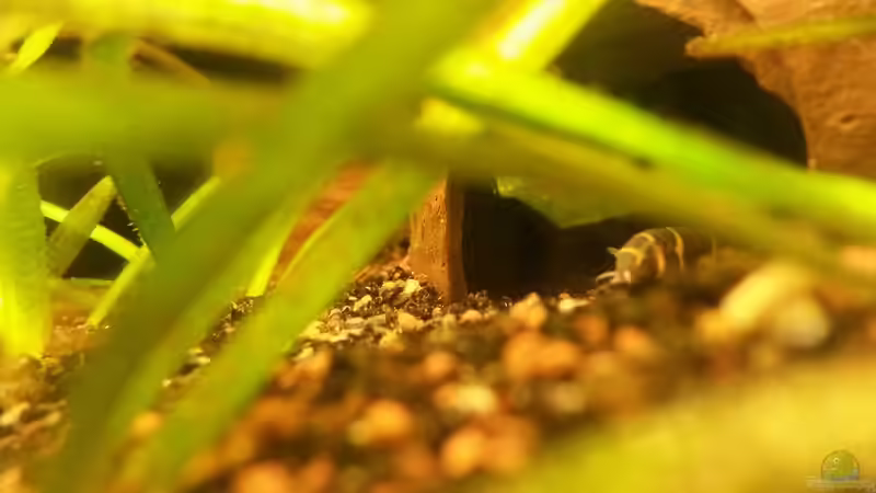 Pangius Kuhlii von ~Danny~ (33)