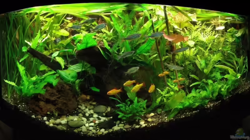 Panorama Ansicht 1 30.01.2010 von Danne86 (6)