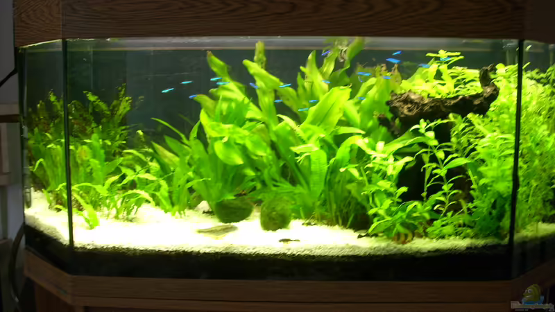 Panorama Becken von Juwel stand 03.12.2009 Panorama Becken von Juwel stand 03.12.2009