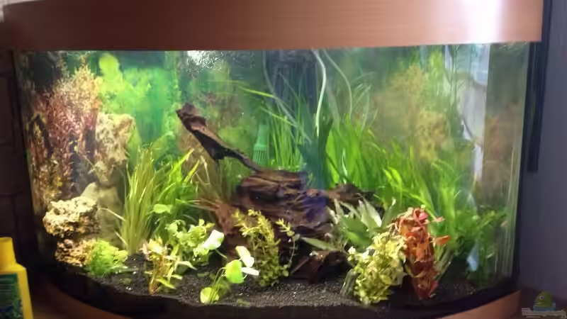 Panorama Eckbecken von Torsten Dau (1)