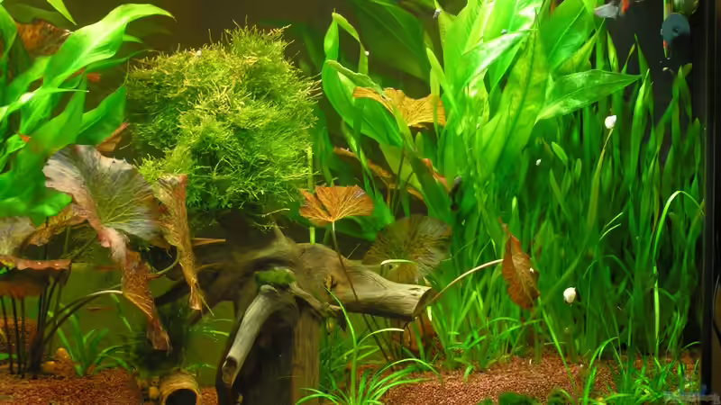 Panorama rechts von Walter Michelis (4)