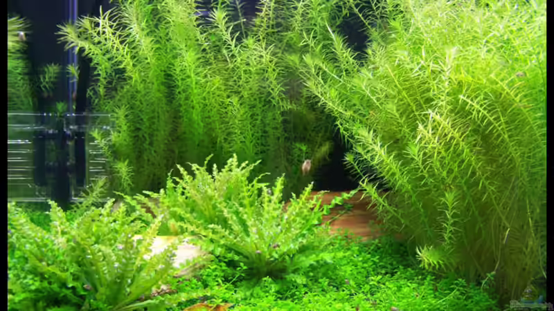 Panoramaansicht von Tamura (1)