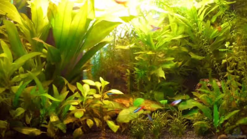 Panoramabild 20.03.2010 von Noreia (13)