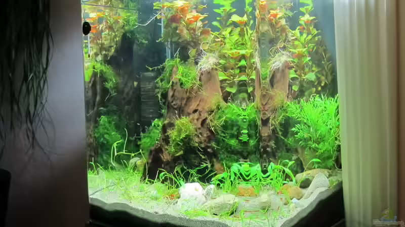 Panoramascheibe von Sarah (6)